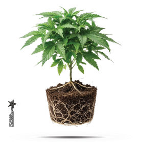 Natural terpene-producing plant visual for aroma and flavor profile branding, transparent background